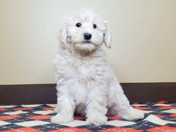 F2 MINI GOLDENDOODLE-DOG-Male-CREAM & WHITE-13525-Petland Fairfield, Ohio