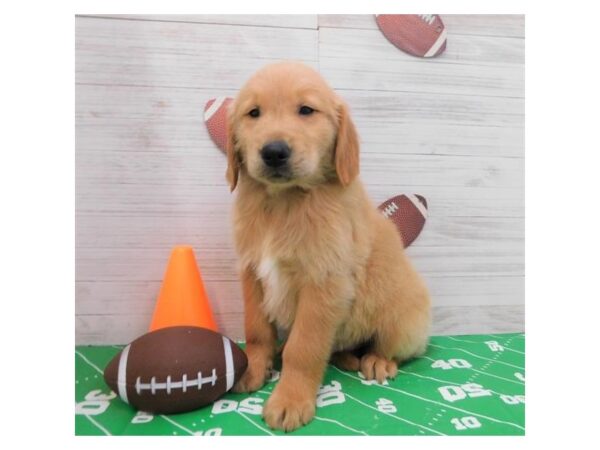 Golden Retriever DOG Male Golden 13568 Petland Fairfield, Ohio