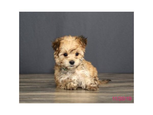 Morkie DOG Female Gold Sable 77782 Petland Fairfield, Ohio