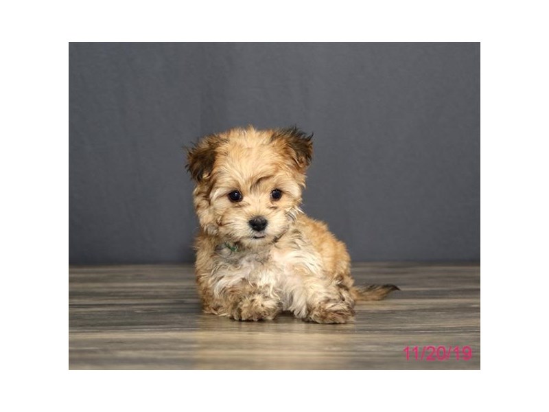 Morkie golden sales
