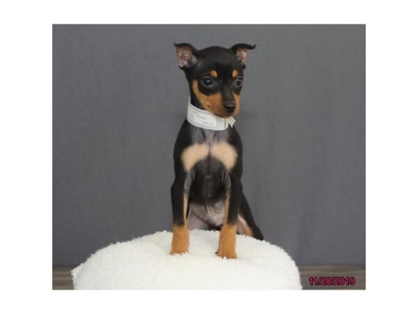 Miniature Pinscher DOG Male Black / Rust 13532 Petland Fairfield, Ohio