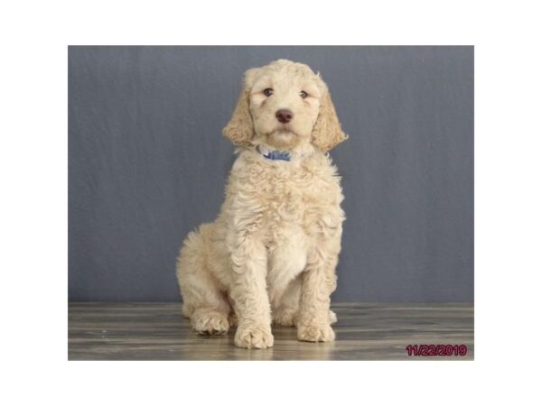 Goldendoodle 2nd Gen-DOG-Female-Golden-13534-Petland Fairfield, Ohio