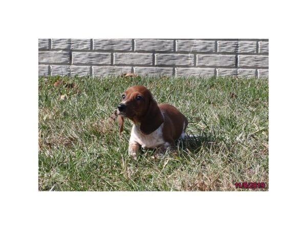 Dachshund DOG Male Red / White 13533 Petland Fairfield, Ohio