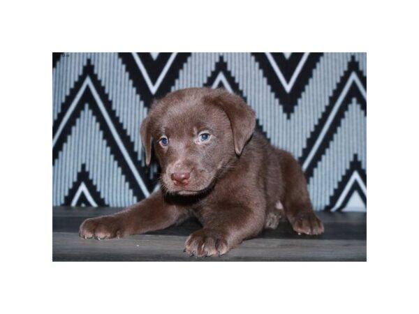 Labrador Retriever DOG Male Chocolate 77784 Petland Fairfield, Ohio