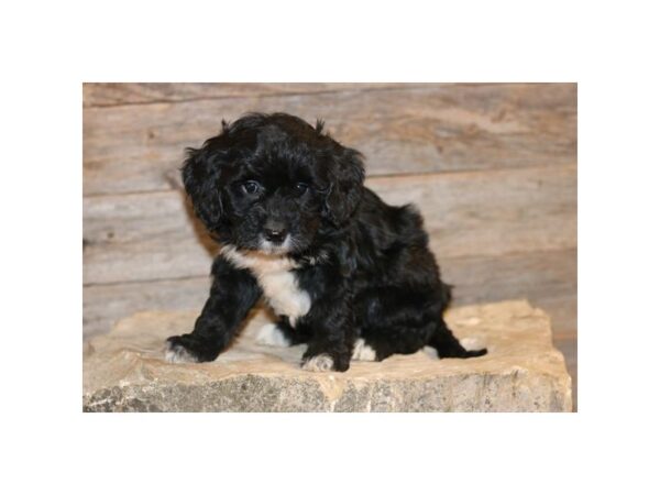 Goldendoodle Mini-DOG-Female-Black / White-77786-Petland Fairfield, Ohio