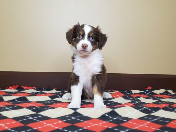 Mini Aussie-DOG-Male-red tri-13523-Petland Fairfield, Ohio