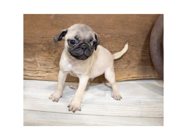 Pug-DOG-Male-Fawn-13578-Petland Fairfield, Ohio