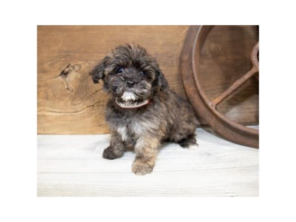 Yorkiepoo DOG Female Brindle 13571 Petland Fairfield, Ohio