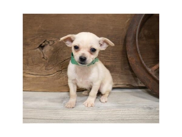 Chihuahua DOG Male Cream 13575 Petland Fairfield, Ohio