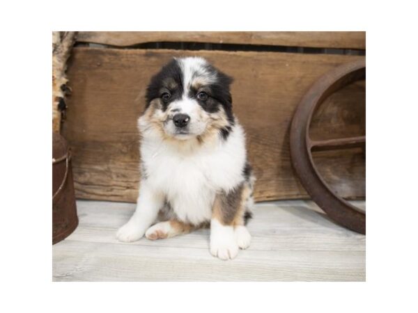 Miniature Australian Shepherd DOG Female Blue Merle 13579 Petland Fairfield, Ohio