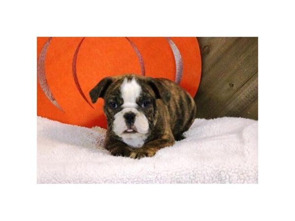 English Bulldog DOG Male Brindle / White 13573 Petland Fairfield, Ohio