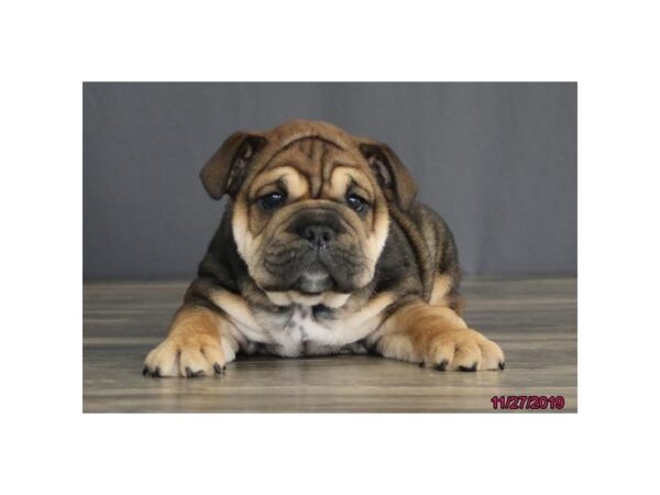 Bulldog DOG Male Chocolate 13592 Petland Fairfield, Ohio