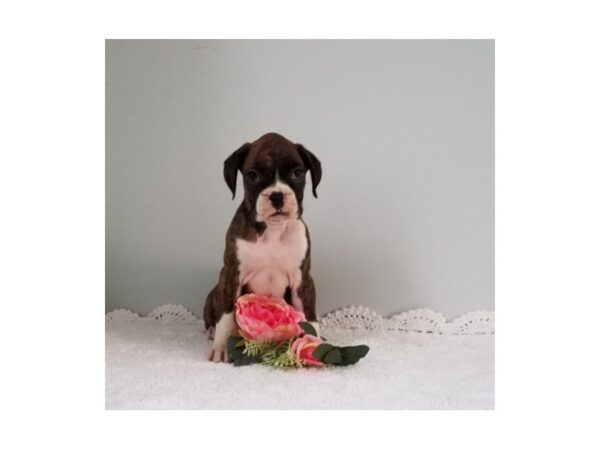 Boxer-DOG-Female-Brindle / White-13590-Petland Fairfield, Ohio