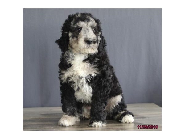 Goldendoodle 2nd Gen DOG Female Black 13593 Petland Fairfield, Ohio