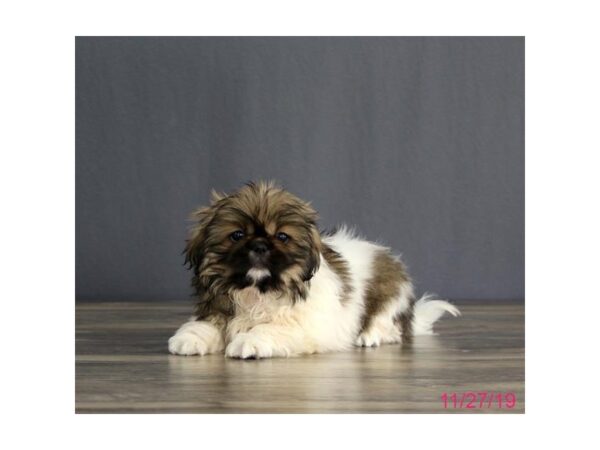 Pekingese DOG Female Sable / White 13591 Petland Fairfield, Ohio