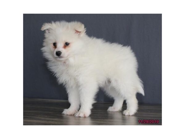 Pomsky 2nd Gen-DOG-Male-Cream / White-13594-Petland Fairfield, Ohio