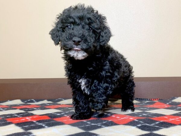 Poodle DOG Male BLK 13587 Petland Fairfield, Ohio