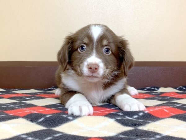 Mini Aussie DOG Female RED TRI 13585 Petland Fairfield, Ohio