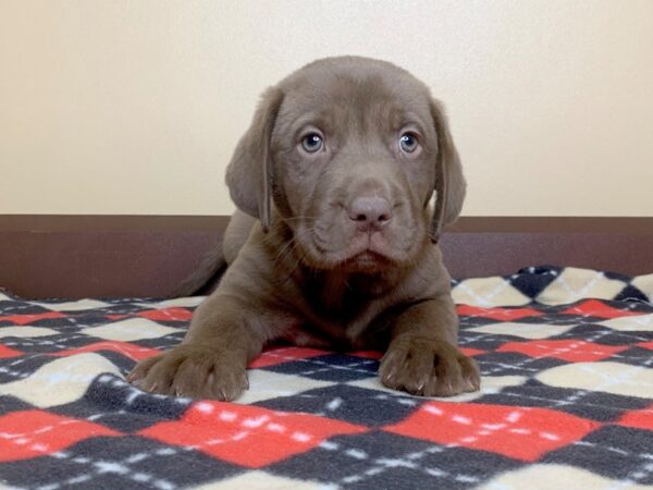 Labrador Retriever DOG Male Chocolate 13584 Petland Fairfield, Ohio