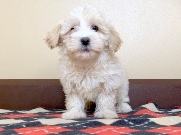 Morkie DOG Female PARTI 13589 Petland Fairfield, Ohio