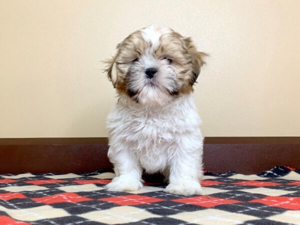 Shih Tzu DOG Male Brown White 13588 Petland Fairfield, Ohio