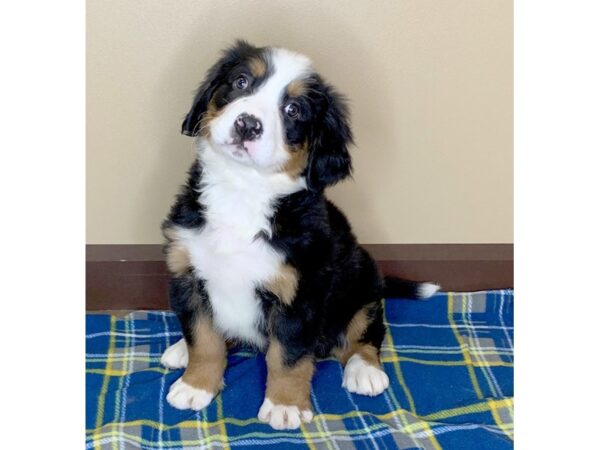 Bernese Mountain Dog DOG Female 13596 Petland Fairfield, Ohio