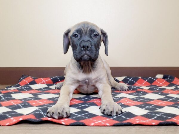 Bull Mastiff DOG Female FAWN:BLACK MASK 13570 Petland Fairfield, Ohio