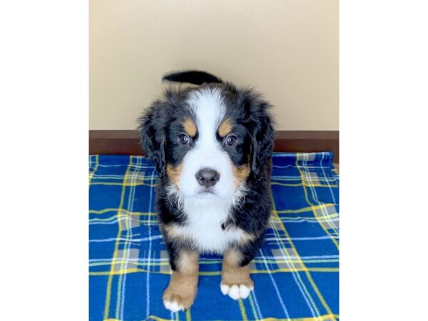 Bernese Mountain Dog DOG Male 13595 Petland Fairfield, Ohio