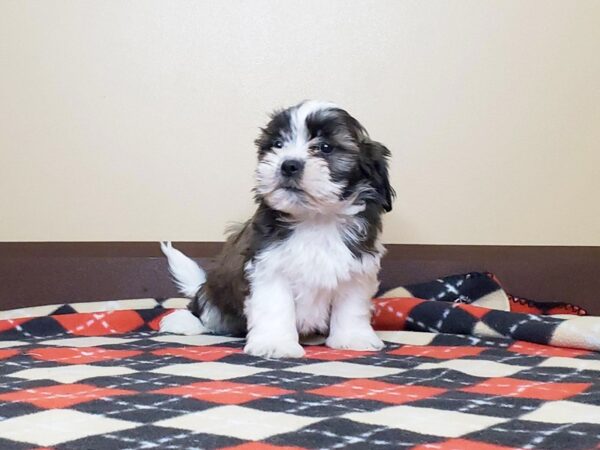 Teddy-DOG-Male-Brown White-13586-Petland Fairfield, Ohio