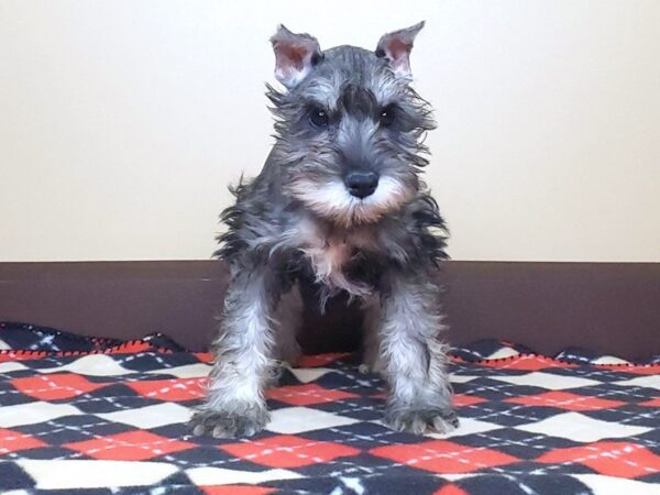 Miniature Schnauzer DOG Female Salt / Pepper 13603 Petland Fairfield, Ohio