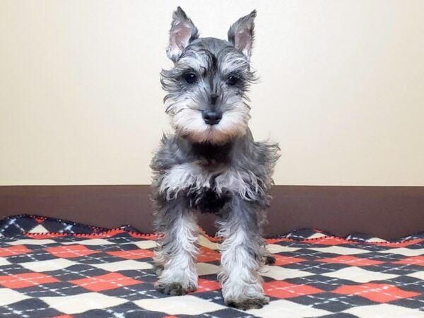 Miniature Schnauzer DOG Female Salt / Pepper 13602 Petland Fairfield, Ohio