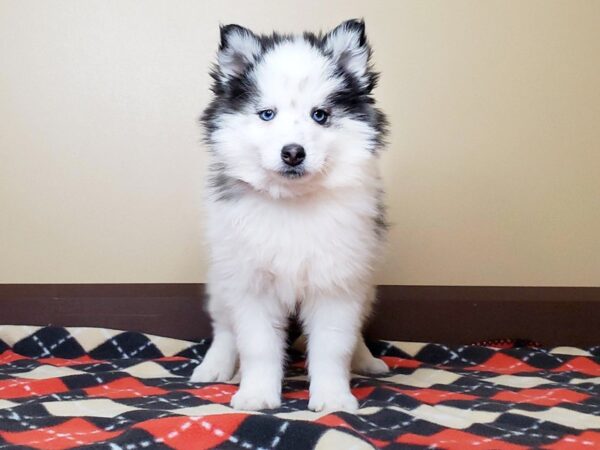 Pomsky 2nd Gen-DOG-Female-White / Black-13601-Petland Fairfield, Ohio