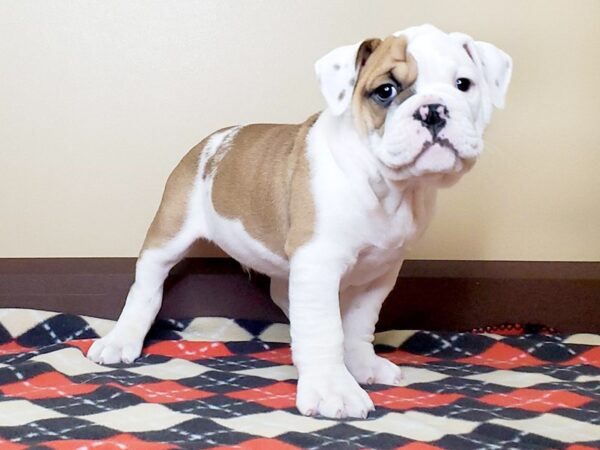 Victorian Bulldog DOG Male Brown / White 13600 Petland Fairfield, Ohio