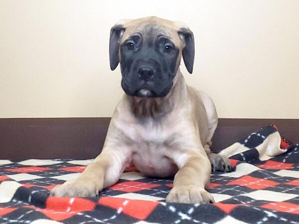 Bullmastiff DOG Male FAWN:BLACK MASK 13569 Petland Fairfield, Ohio