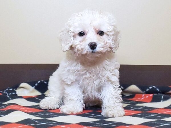 Miniature Poodle DOG Female CREAM WHITE 13608 Petland Fairfield, Ohio