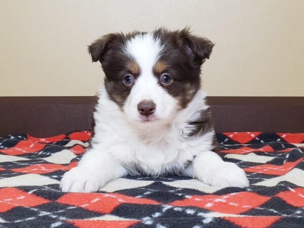 Mini Aussie DOG Female RED TRI 13606 Petland Fairfield, Ohio