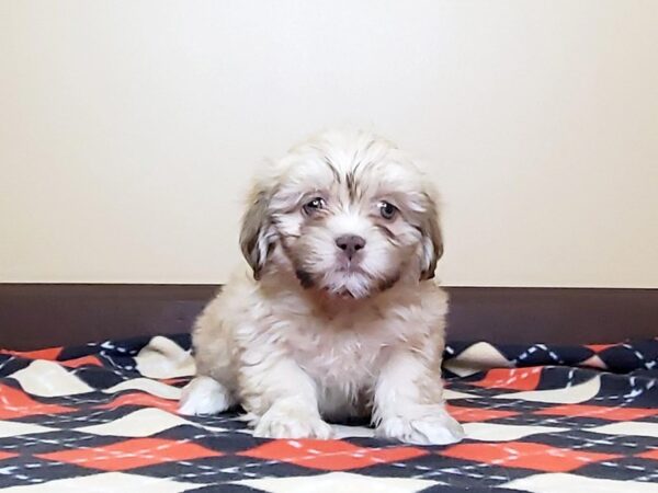 Teddy Bear DOG Female Brown White 13605 Petland Fairfield, Ohio