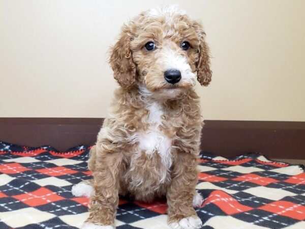 Moyen Goldendoodle-DOG-Female-Red & White-13604-Petland Fairfield, Ohio