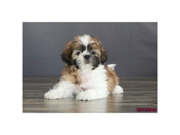 Shih Tzu-DOG-Male-Gold / White-77790-Petland Fairfield, Ohio