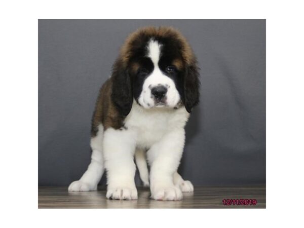 Saint Bernard DOG Female 77788 Petland Fairfield, Ohio