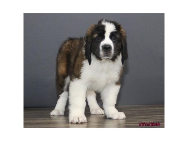 Saint Bernard-DOG-Male--77787-Petland Fairfield, Ohio