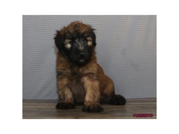 Soft Coated Wheaten Terrier DOG Male Wheaten 77791 Petland Fairfield, Ohio