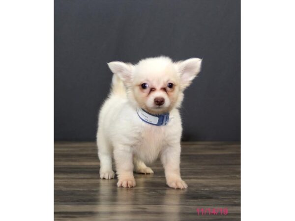 Chihuahua DOG Male White 77789 Petland Fairfield, Ohio