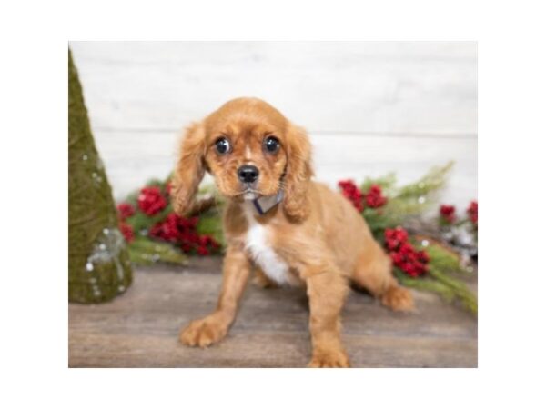 Cavalier King Charles Spaniel DOG Male Ruby 13623 Petland Fairfield, Ohio