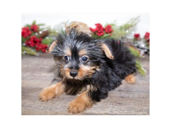 Yorkshire Terrier DOG Male Black / Tan 13621 Petland Fairfield, Ohio