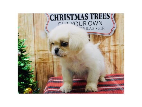 Pekingese DOG Male Cream 13624 Petland Fairfield, Ohio