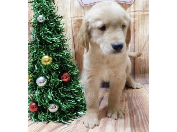 Golden Retriever DOG Male Golden 77786 Petland Fairfield, Ohio