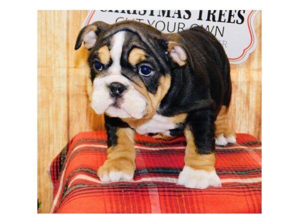 Bulldog DOG Female Black Tan / White 13636 Petland Fairfield, Ohio