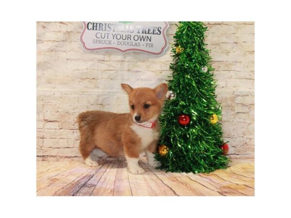 Pembroke Welsh Corgi-DOG-Female-Sable / White-13625-Petland Fairfield, Ohio