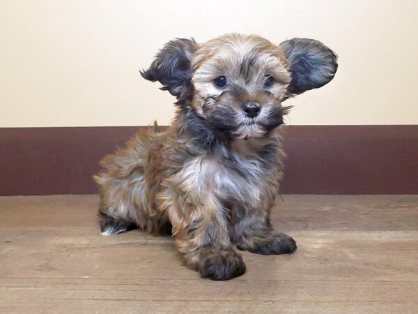 Havanese Yorkie-DOG-Female--13619-Petland Fairfield, Ohio